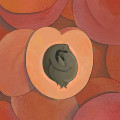 APRICUDDLE. FINE ART PRINT