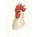 KIWI - Signor gallo #2 - ORIGINAL DRAWING