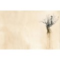 COSIMO - Disegno #1 - ORIGINAL DRAWING