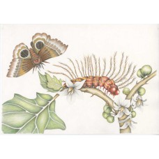 MARIA SIBYLLA MERIAN - Metamorfosi - ORIGINAL DRAWING