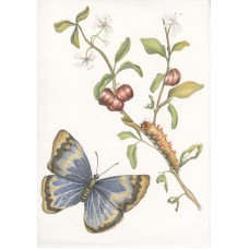 MARIA SIBYLLA MERIAN - Metamorfosi 2 - ORIGINAL DRAWING