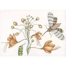 MARIA SIBYLLA MERIAN - Metamorfosi 3 - ORIGINAL DRAWING