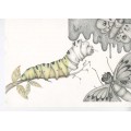 MARIA SIBYLLA MERIAN - Ombre - ORIGINAL DRAWING