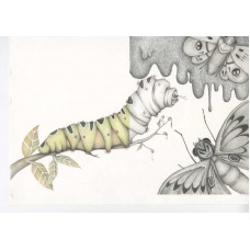 MARIA SIBYLLA MERIAN - Ombre - ORIGINAL DRAWING