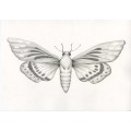 MARIA SIBYLLA MERIAN - Il Volo - ORIGINAL DRAWING