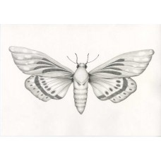 MARIA SIBYLLA MERIAN - Il Volo - ORIGINAL DRAWING