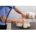 DIY TOELETTA PER CANI - OUTLET