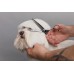 DIY TOELETTA PER CANI - OUTLET
