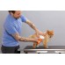 DIY TOELETTA PER CANI - OUTLET