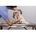 DIY TOELETTA PER CANI - OUTLET