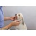 DIY TOELETTA PER CANI - OUTLET
