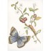 MARIA SIBYLLA MERIAN. THE MAGIC OF THE CHRYSALIS