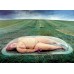 LACHAPELLE - ARTISTS AND PROSTITUTES - edizione limitata