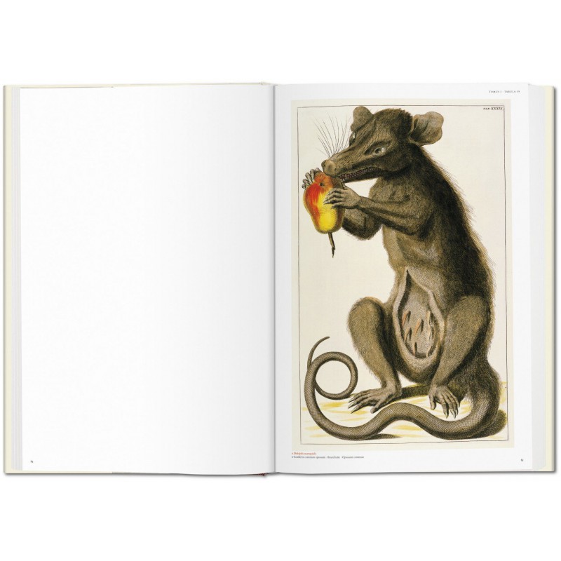 cabinet of natural curiosities pdf